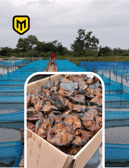 Rural Aquaculture & Catfish Export