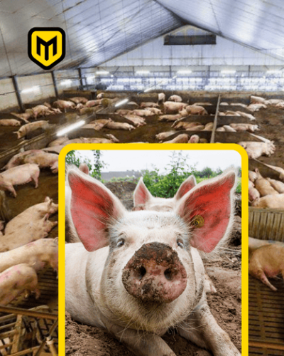 Oyo Pig Farming Hub (Private Expansion)